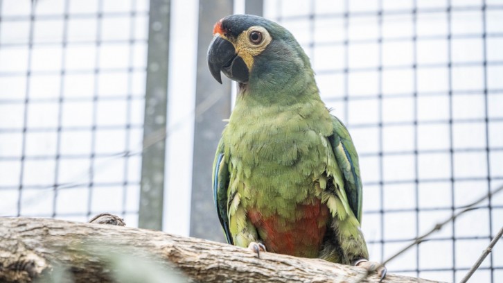 La especie extinta que Aves Argentinas busca devolver al país