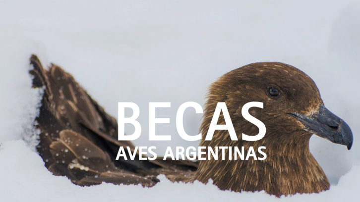Becas Aves Argentinas: una inversión en el futuro de la ciencia y conservación de aves