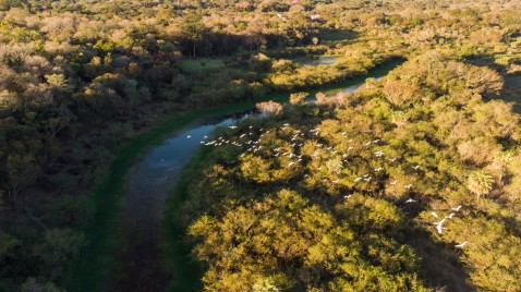 Aves Argentinas celebra el fallo de la Cámara Federal de Casación Penal que ratifica la protección judicial de los bosques nativos del Chaco