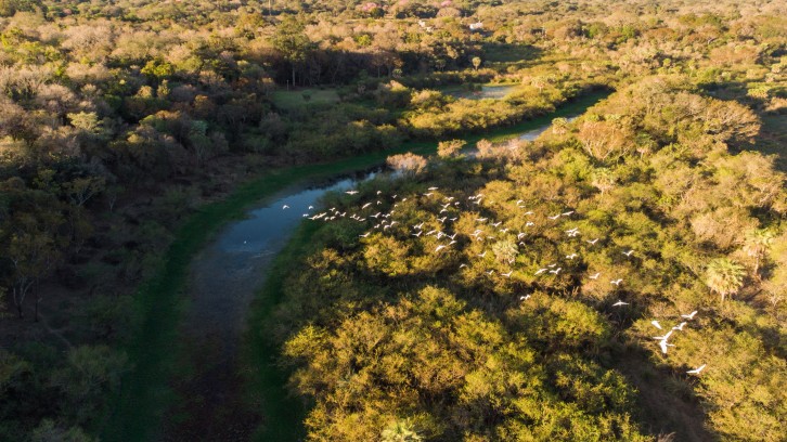 Aves Argentinas celebra el fallo de la Cámara Federal de Casación Penal que ratifica la protección judicial de los bosques nativos del Chaco