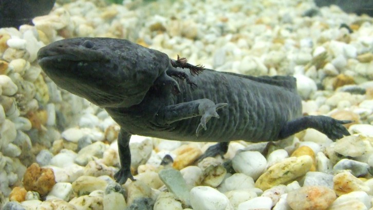 El animal símbolo de México gana fama mundial, pero pierde su hogar natural